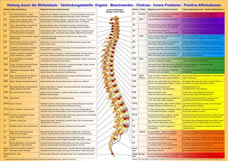 dorn spine organ connections poster dorn spine organs connections